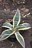 AGAVE AMERICANA.jpg